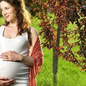 Protein u urinu tijekom trudnoće