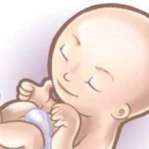 Trudnoća 13 tjedana - fetalni razvoj