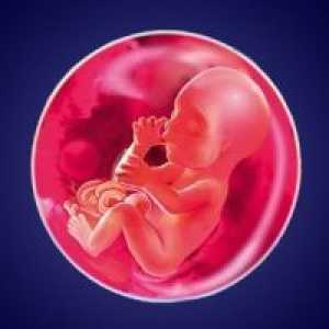 Tjedan trudnoće 21 - fetalni razvoj