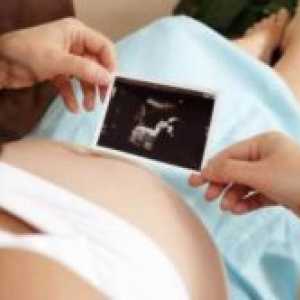 Trudnoća 26 tjedana - fetalni razvoj