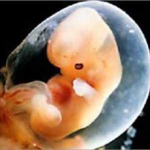 Trudnoća 5 tjedna - Razvoj fetusa
