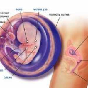 9 Tjedana gestacije - fetalni razvoj