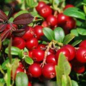Lingonberry - korisna svojstva