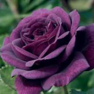 Hibridni Tea Roses - razred