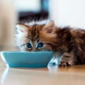 Što se hraniti mačića, 2 mjeseca?