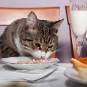 Što se hraniti tvoj mačka sterilizirana?