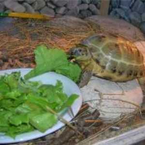 Što se hraniti zemljište kornjača?