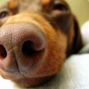 Kako liječiti curenje iz nosa u psa?