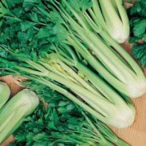 Stabljikom celera - raste