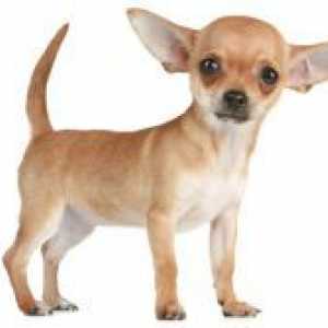 Chihuahua - opis pasmine