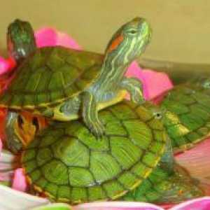 Koji jedu kornjače kod kuće?