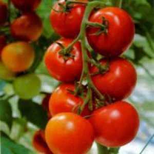 Što to znači determiniranost sorti rajčice?