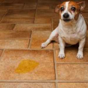Cistitis u pasa - Simptomi i liječenje