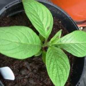 Dimorfoteka - uzgoj iz sjemena