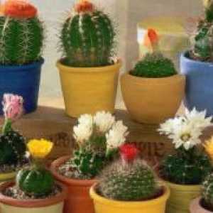 Početna kaktus: Šteta i naknada