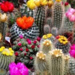 Dom kaktus