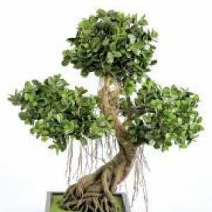 Ficus - bonsai
