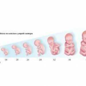 Formiranje fetus od nekoliko tjedana