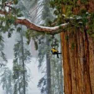 Gdje raste Sequoia?