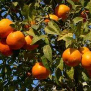 Gdje naranče rastu?