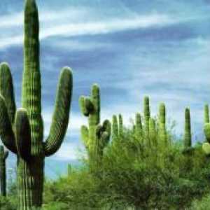Gdje kaktus raste?