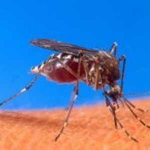 Ugrizi komaraca gel