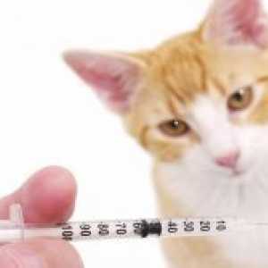 Hepatitis mačke