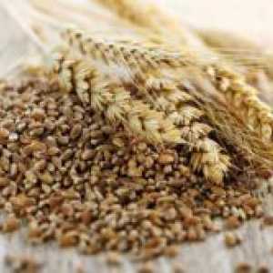 Hibrid pšenice i raži