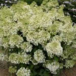 Hortenzija paniculata - nove sorte