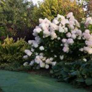 Hortenzija paniculata - sadnja i njega