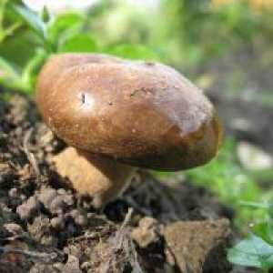 Gljive staje - koristi i štete