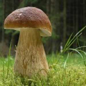 Gljive - korisna svojstva i kontraindikacije