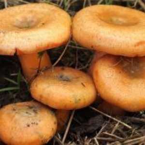 Gljive gljive - korisna svojstva
