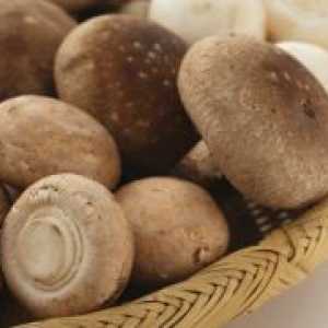 Shiitake gljive - korisna svojstva