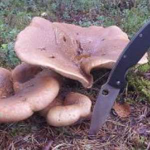 Gljive svinuhi - koristi i štete