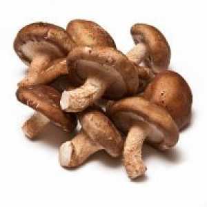 Gljive - koristi i štete