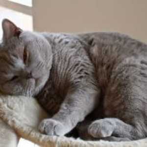 Kronično zatajenje bubrega kod mačaka - simptomi