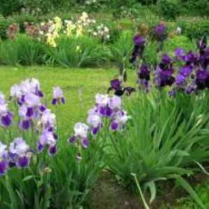 Sibirski Iris - sadnja i njega