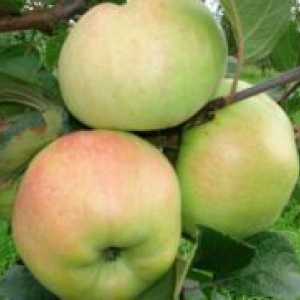 Apple Tree „heroj” - opis sorte
