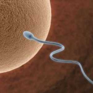 Jaje i sperma