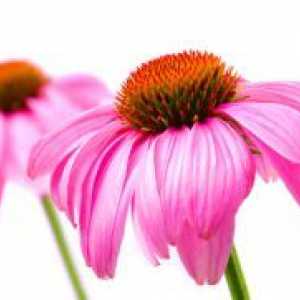 Echinacea - ljekovita svojstva