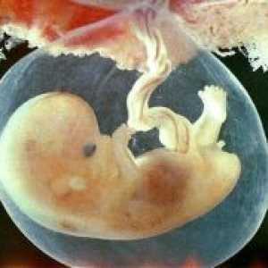 Embrija - 7 tjedana