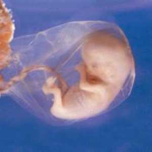 Embrija 8 tjedana