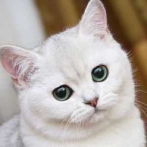 Zašto san bijelog mačka?
