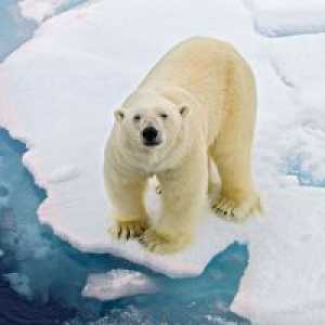 Zašto san polarnog medvjeda?