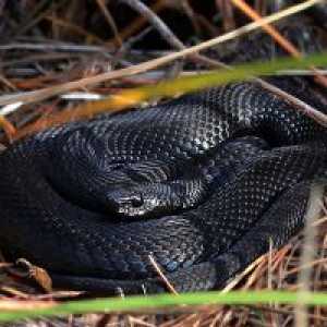 Zašto san crne zmije?