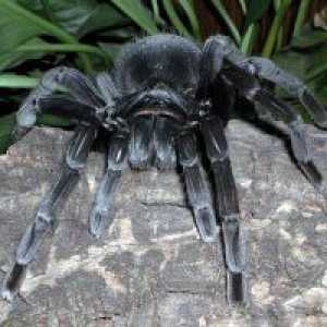 Zašto san crnog pauka?