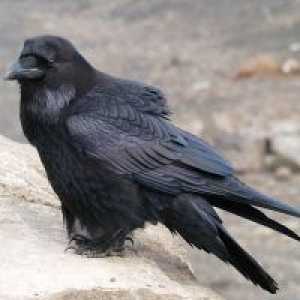 Zašto san crne vrane?