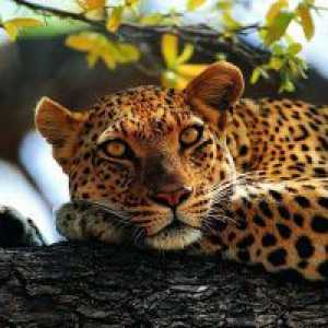 Zašto san u leoparda?