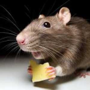 Zašto san malog sivog miša?